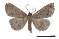 藏品(雙線奴裳蛾)的圖片